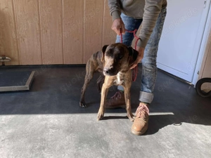 Lázár, z.Zt. in Ungarn, ist ein athletischer, aufgeweckter Hund, der Freude an Bewegung hat Bild 6