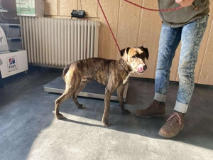 Lázár, z.Zt. in Ungarn, ist ein athletischer, aufgeweckter Hund, der Freude an Bewegung hat Bild 9