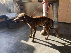 Lázár, z.Zt. in Ungarn, ist ein athletischer, aufgeweckter Hund, der Freude an Bewegung hat Bild 10