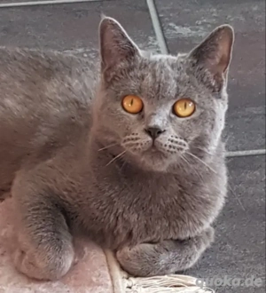 Liebe BKH Katze in blue mit Impfpass