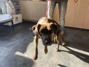 Lázár, z.Zt. in Ungarn, ist ein athletischer, aufgeweckter Hund, der Freude an Bewegung hat Bild 8