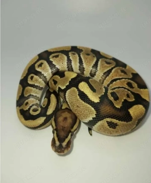 Schlange- Kornnatter & Python