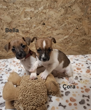 Jack Russel Terrier Welpen 