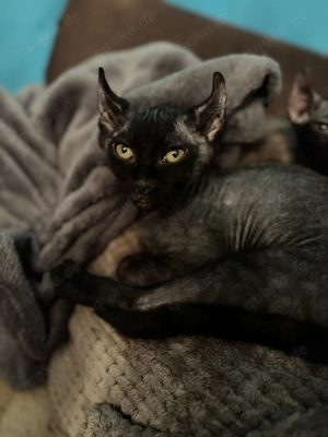 Wir dürfen morgen ausziehen Sphynx Elfensphynx Kitten 