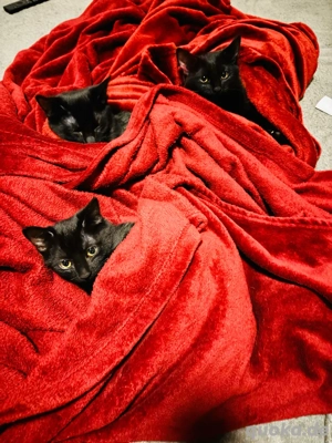 4 Monat  alte Katzenbabys 