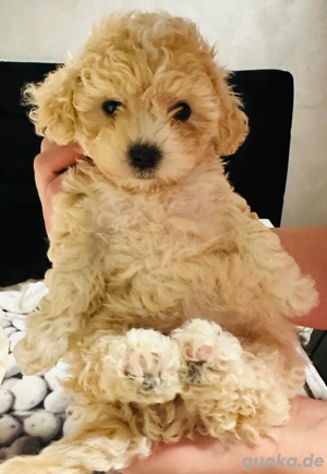 Maltipoo (malteser mit zwergpudel)