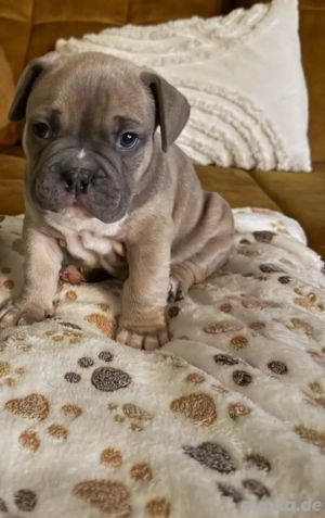 American Bully   Französiche Bulldoggen Mix Welpen