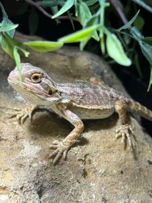 verschenke meine rote orange bartagame nachzucht mit kleinem schönheits fehler 