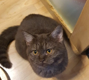 2 Jahrige BKH katze