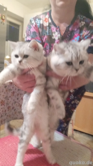 Reinrassige BKH Kitten 