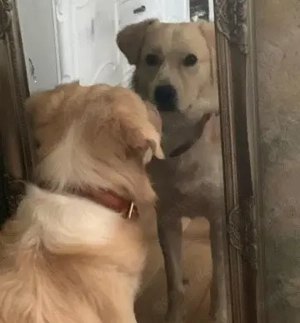 Notfall - bildschöner Snow sucht dringend Pflege- oder Endplatz!