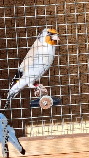 Stieglitz 2025 und ...