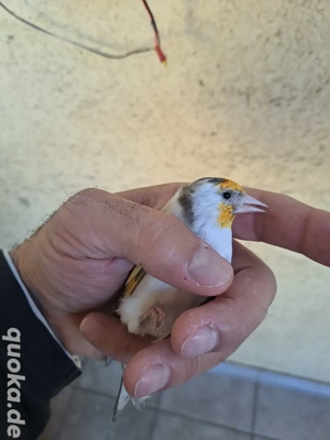 Stieglitz 2025 und ...