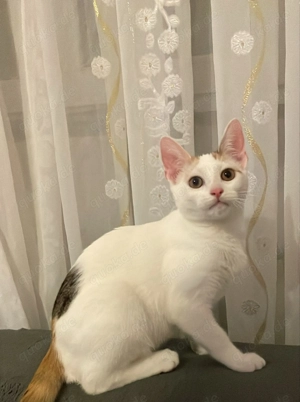 Kitten (weiblich) zu verkaufen 