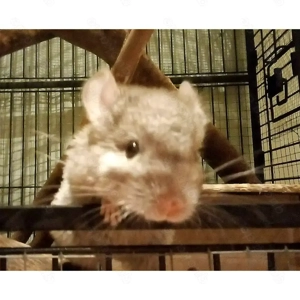 2 Chinchillas weiblich zu verkaufen 