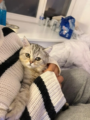 Bkh Kater zu verkaufen