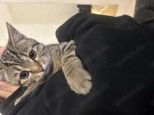 Katze verkaufen 3 monate alt