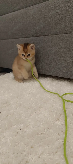 BKH Kitten, alle sind Jungs, reinrassig, Vater ist mit Stammbaum