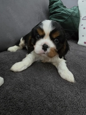 Cavalier King Charles Spaniel Welpen Rüden mit Ahnentafel 