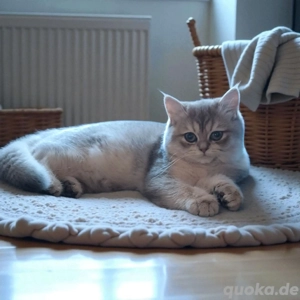 Kitten bkh mit Stammbaum 