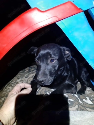 Krümmel   Ein kleiner Sonnenschein sucht sein Für-immer-Zuhause Bild 7