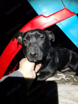 Krümmel   Ein kleiner Sonnenschein sucht sein Für-immer-Zuhause Bild 3