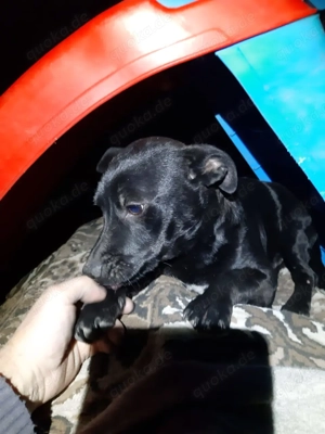 Krümmel   Ein kleiner Sonnenschein sucht sein Für-immer-Zuhause Bild 2