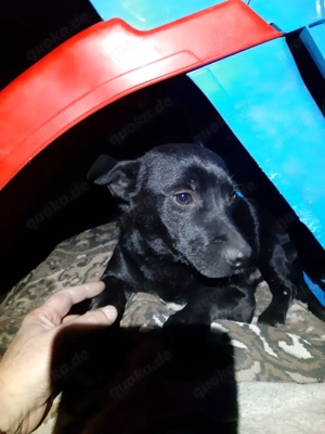 Krümmel   Ein kleiner Sonnenschein sucht sein Für-immer-Zuhause Bild 4