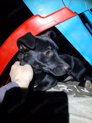 Krümmel   Ein kleiner Sonnenschein sucht sein Für-immer-Zuhause Bild 5