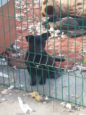 Krümmel   Ein kleiner Sonnenschein sucht sein Für-immer-Zuhause Bild 8