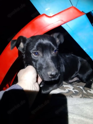 Krümmel   Ein kleiner Sonnenschein sucht sein Für-immer-Zuhause Bild 6