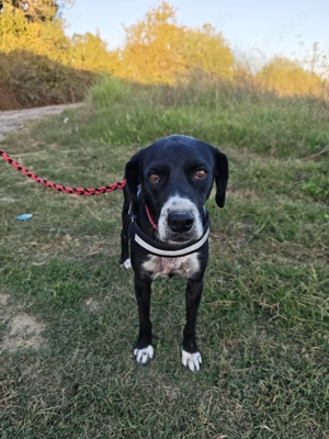 Ich bin Ask und suche mein Für-Immer-Zuhause