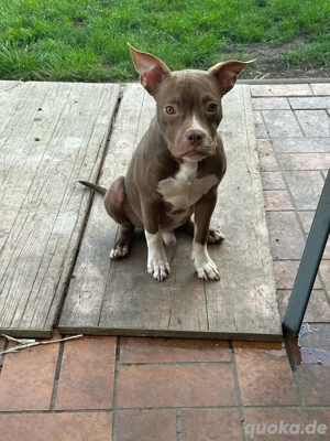 American Pocket Bully Chocolate White Rüde 