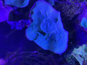 Montipora grün ca 20cm groß