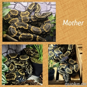 boa constrictor longicauda "high yellow" nz25 und proven breeder Paar nz17