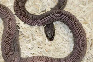 Suche Feilennatter (Mehelya capensis)