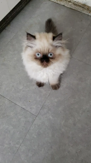 Britisch langhaar BLH reinrassig ohne Stammbaum 