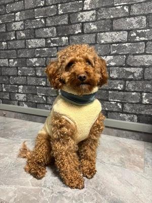 Zwergpudel (Deckrüde) Bild 3