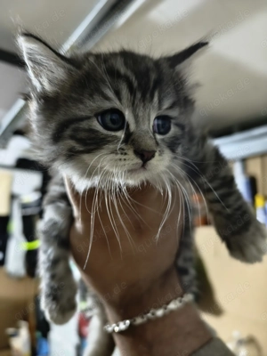 7 Woche Alt babykatze