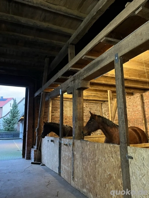 Box für Pferd Pony in Borchen Alfen frei