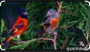 Kaputzenzeisg zucht paar 