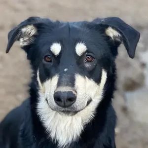 Indiana, geb. ca. 01 2024, lebt in GRIECHENLAND, auf einer privaten Pflegestelle