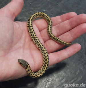 Thamnophis marcianus Weibchen Hamm