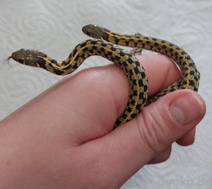Thamnophis marcianus Hamm