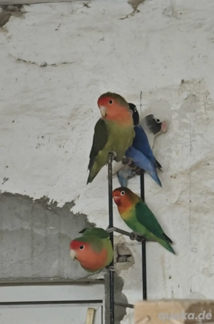 Unzertrenlichen, Agaporniden Rosenköpfchen ,Pfisichköpfchen 
