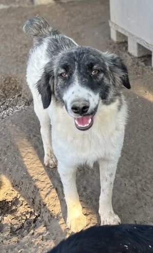 Hoya, geb. ca. 04 2022, lebt in GRIECHENLAND, im städt. Tierheim Serres 