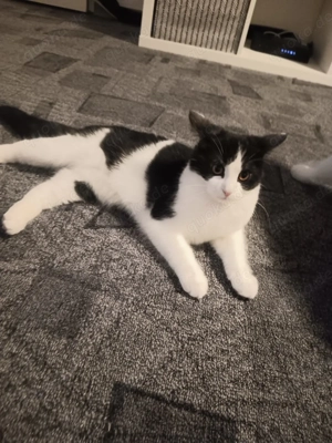 Perser Mix  Katze ...