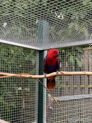 Junge Edelpapageien Henne abzugeben.