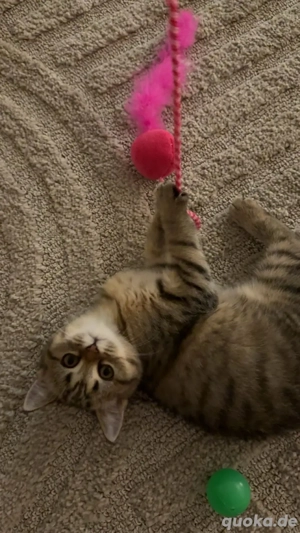 Süße Katze sucht neues Zuhause