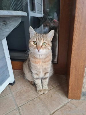 Tia eine tolle und liebe Katze